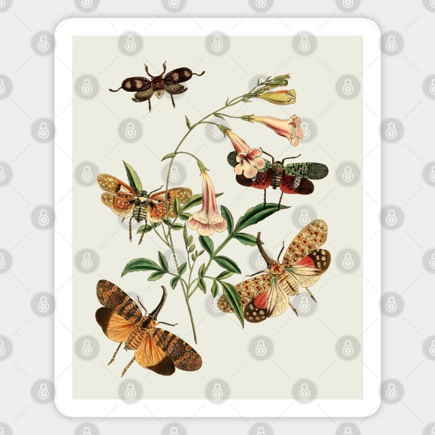 Moths and  Flower Nature Illustration Magnet by Biophilia